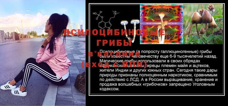 omg как войти  Малгобек  Галлюциногенные грибы MAGIC MUSHROOMS 